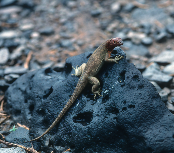 Fernandina_Island_Lava_Lizard_97_Galapagos_001