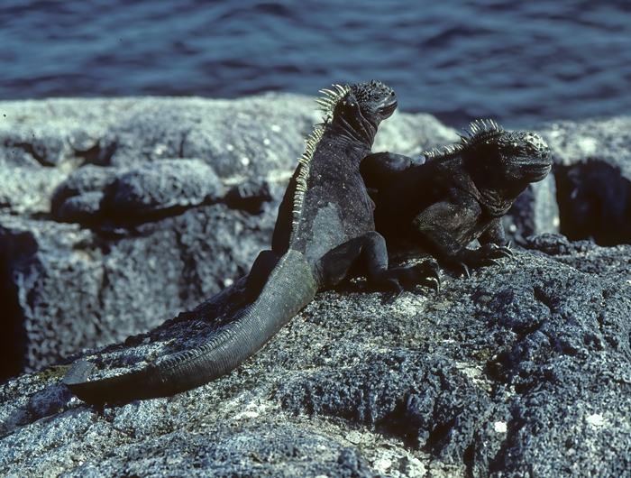 Galapagos_Land_Iguana_97_Galapagos_006