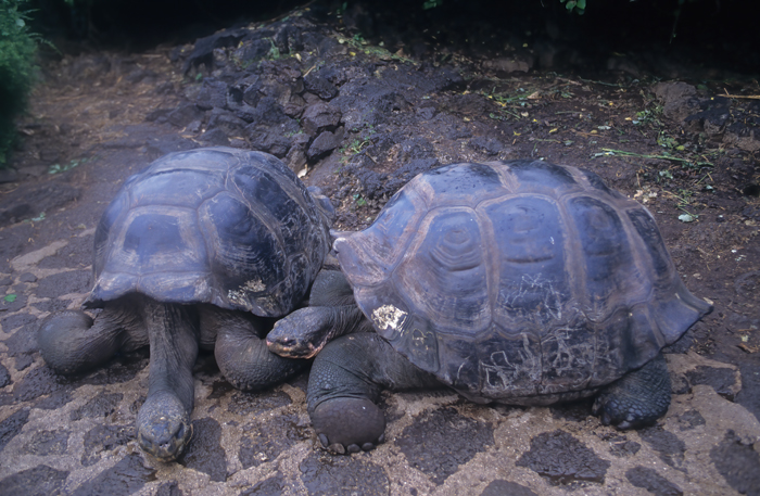 Galapagos_Tortoise_97_Galapagos_002