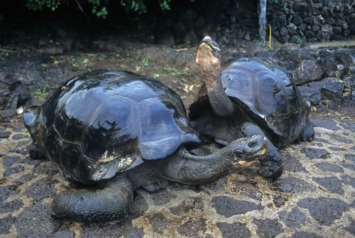 Galapagos_Tortoise_97_Galapagos_003