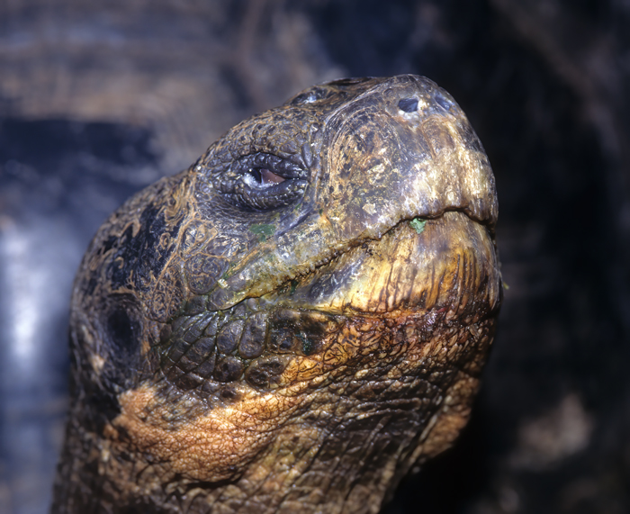Galapagos_Tortoise_97_Galapagos_004