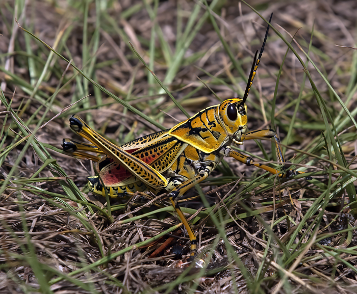 Grasshopper_FL_08_017