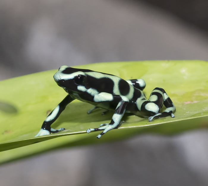 Green-black_Poison_Dart_Frog_18_Costa_Rica_006
