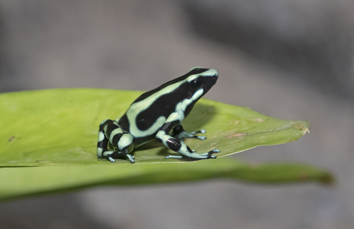 Green-black_Poison_Dart_Frog_18_Costa_Rica_007