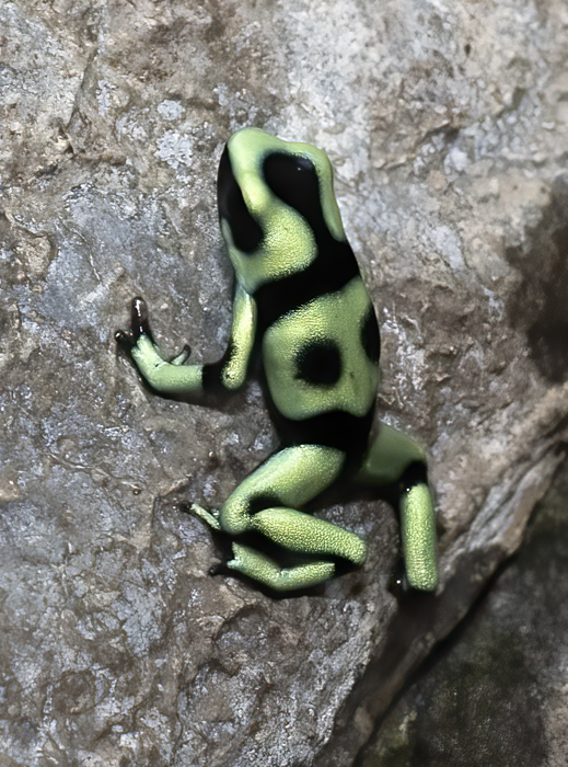 Green-black_Poison_Dart_Frog_18_Costa_Rica_025