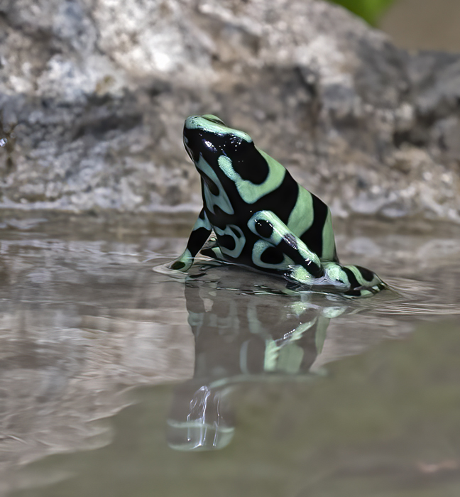 Green-black_Poison_Dart_Frog_18_Costa_Rica_038