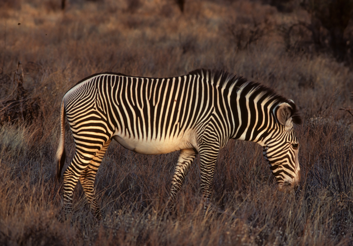 Grevys_Zebra_90_Kenya_002
