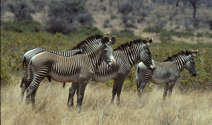 Grevys_Zebra_90_Kenya_004