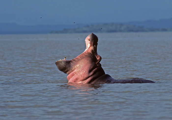 Hippopotamus_90_Kenya_001