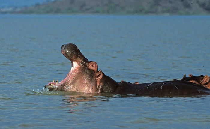 Hippopotamus_90_Kenya_002