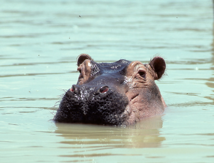 Hippopotamus_90_Kenya_004