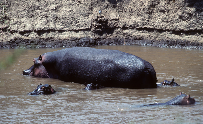 Hippopotamus_90_Kenya_005