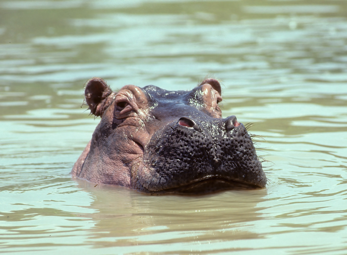 Hippopotamus_90_Kenya_007