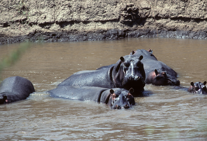 Hippopotamus_90_Kenya_009
