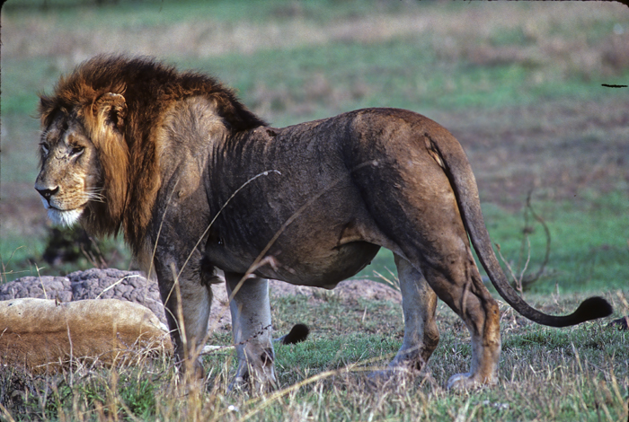 Lion_90_Kenya_015