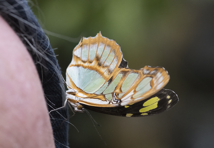 Malachite_Butterfly_18_Costa_Rica_002