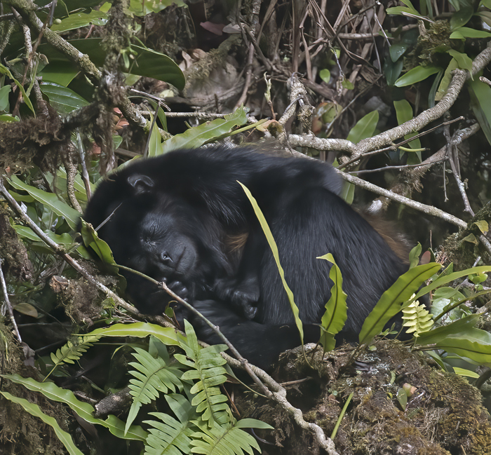 Mantled_Howler_17_Costa_Rica_019