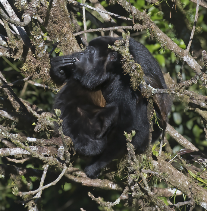 Mantled_Howler_17_Costa_Rica_034