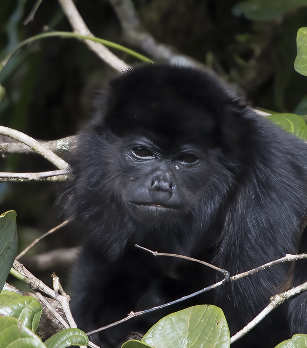 Mantled_Howler_17_Costa_Rica_096