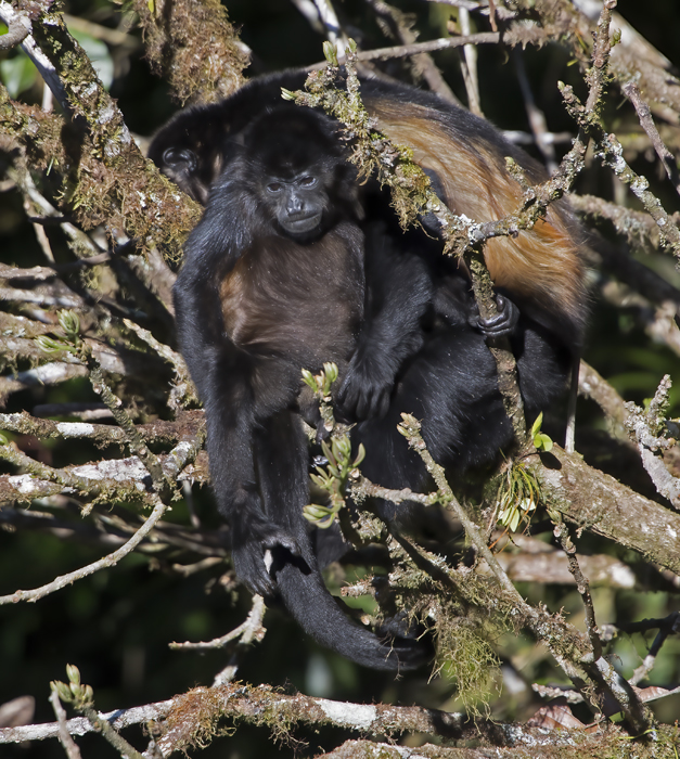 Mantled_Howler_17_Costa_Rica_129