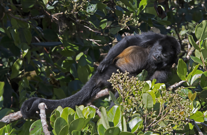 Mantled_Howler_17_Costa_Rica_148
