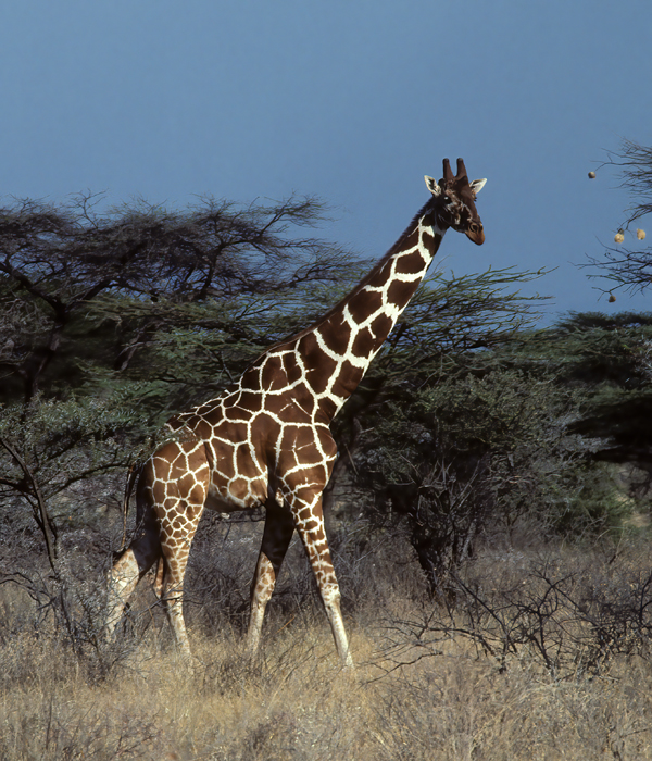 Masai_Giraffe_90_Kenya_002