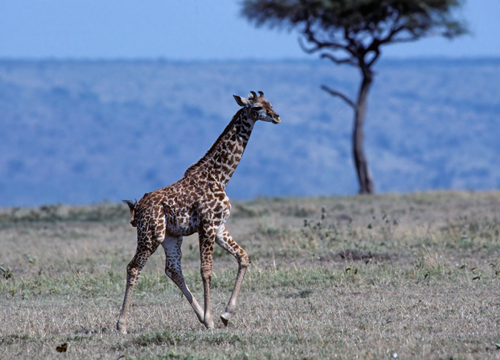 Masai_Giraffe_90_Kenya_003