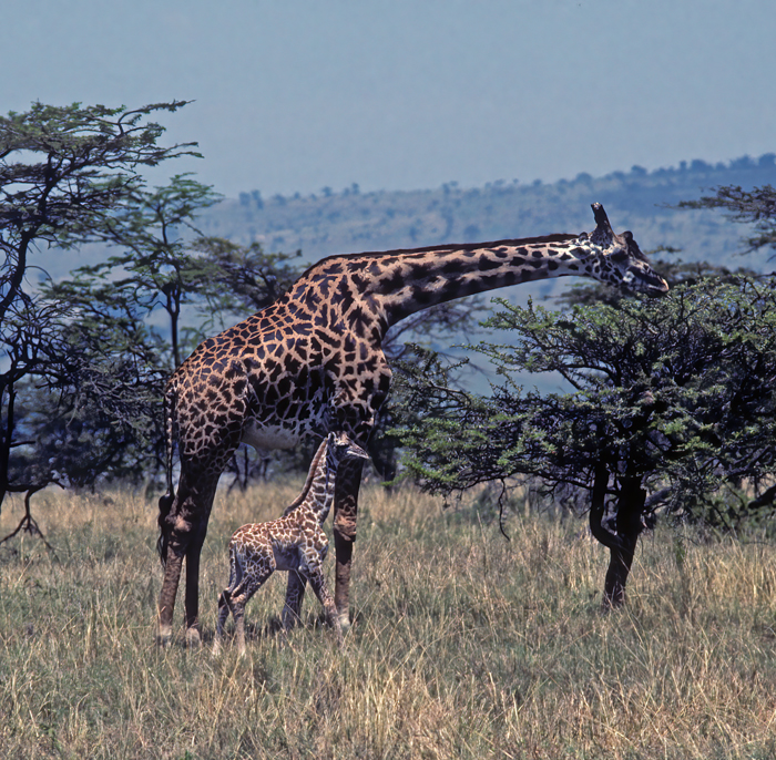 Masai_Giraffe_90_Kenya_004