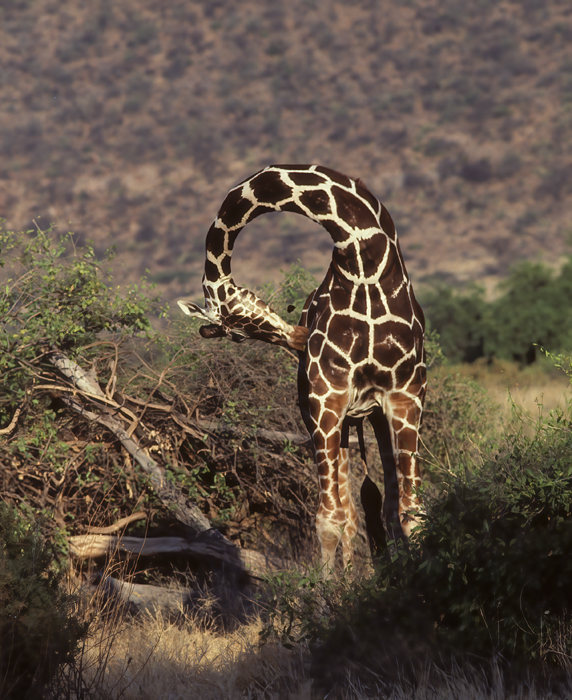 Masai_Giraffe_90_Kenya_005
