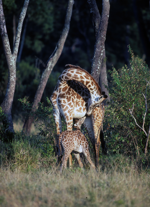 Masai_Giraffe_90_Kenya_006