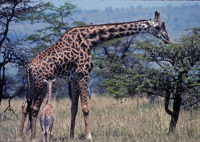 Masai_Giraffe_90_Kenya_007
