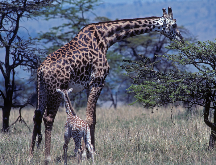 Masai_Giraffe_90_Kenya_008