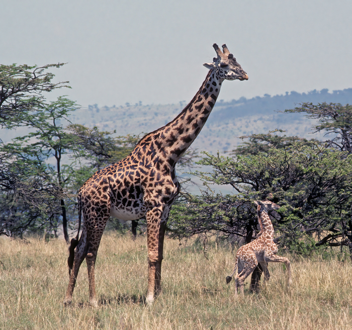 Masai_Giraffe_90_Kenya_009