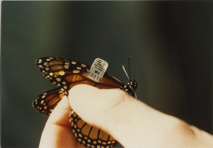 Monarch_Butterfly_010