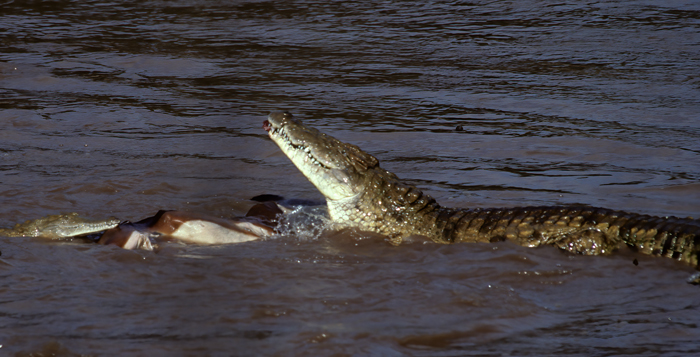 Nile_Crocodile_90_Kenya_001