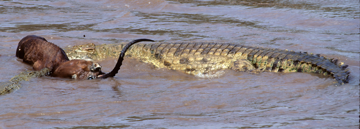 Nile_Crocodile_90_Kenya_004