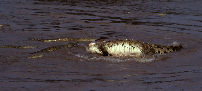 Nile_Crocodile_90_Kenya_005