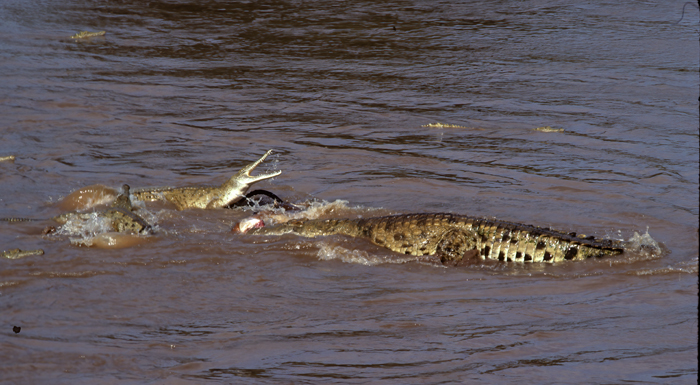 Nile_Crocodile_90_Kenya_006