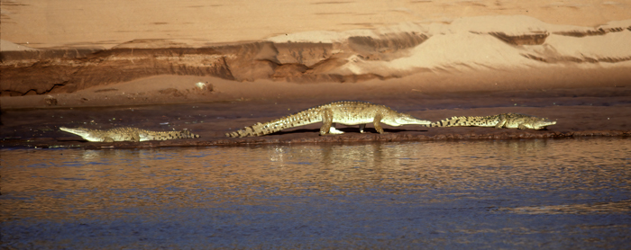 Nile_Crocodile_90_Kenya_007