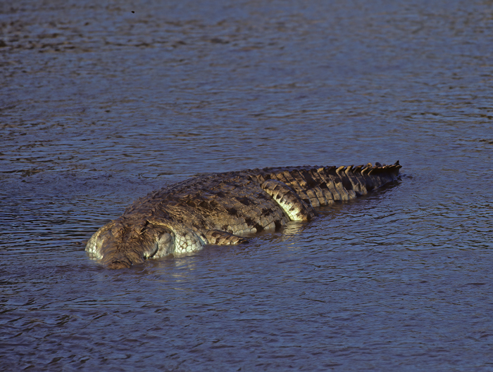 Nile_Crocodile_90_Kenya_008