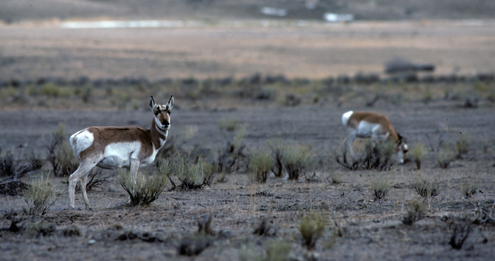 Pronghorn_98_WY_009