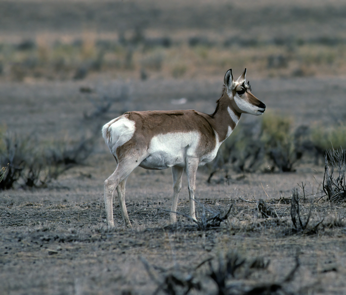 Pronghorn_98_WY_010