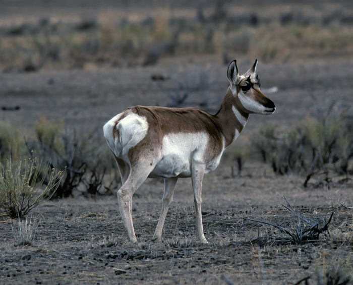 Pronghorn_98_WY_011