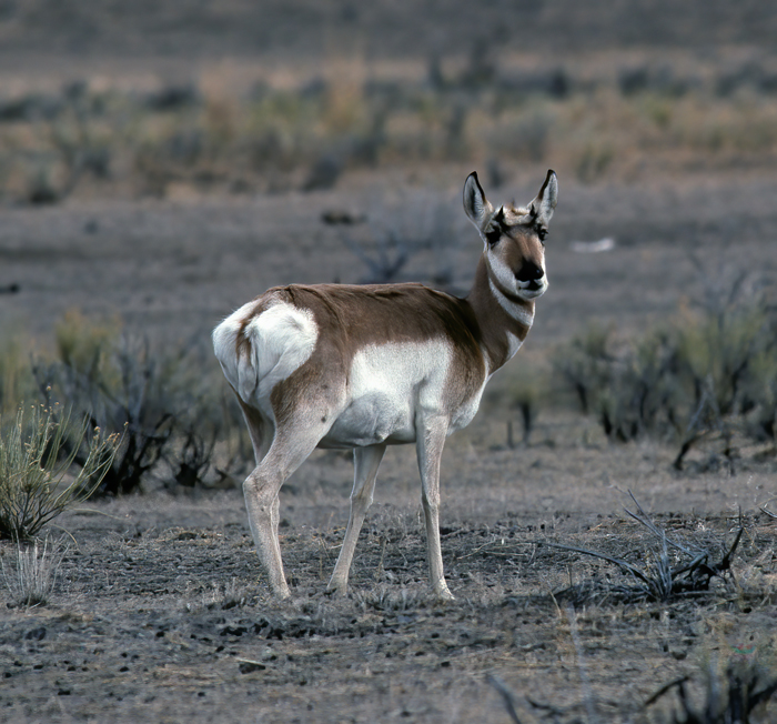 Pronghorn_98_WY_012