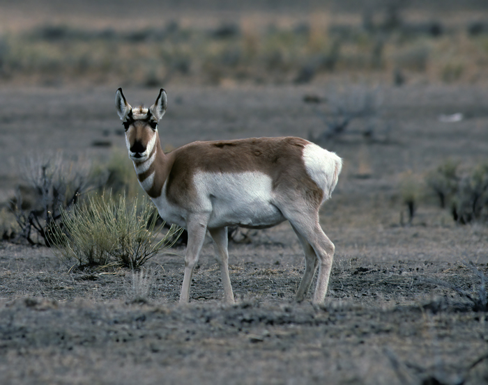 Pronghorn_98_WY_013