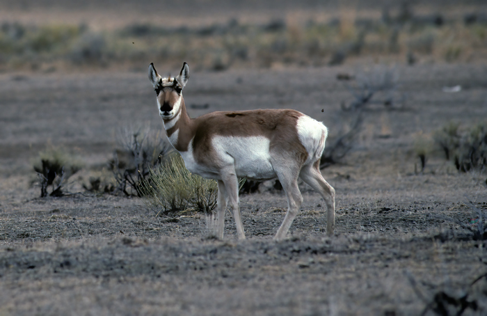 Pronghorn_98_WY_014
