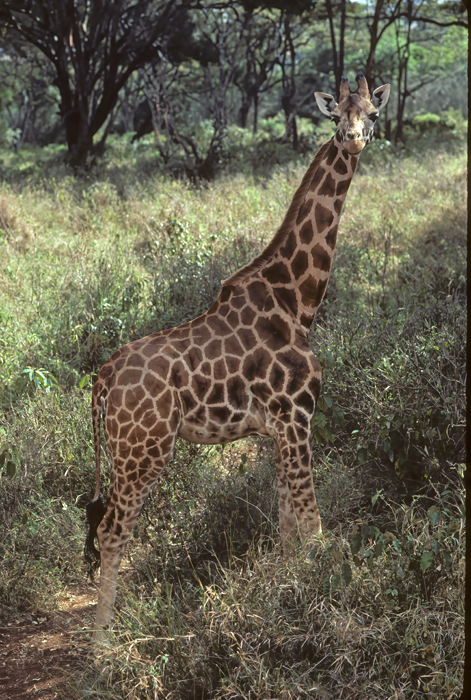 Reticulated_Giraffe_90_Kenya_001