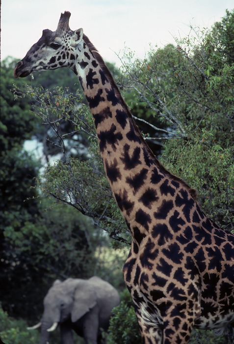 Reticulated_Giraffe_90_Kenya_002
