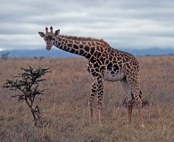 Reticulated_Giraffe_90_Kenya_003
