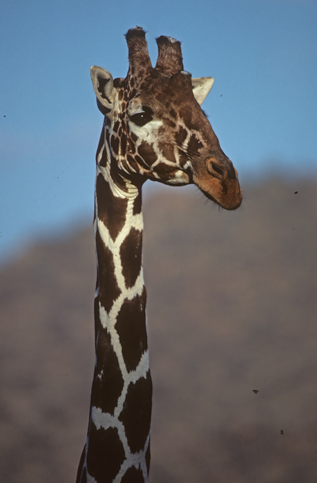 Reticulated_Giraffe_90_Kenya_004